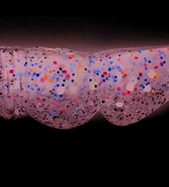 Lucky John Lucky John Mr.Greedy Jig 3.9", 5-Pack Color:T44 57 Lucky John Lucky John Mr.Greedy Jig 3.9", 5-Pack Color:T44 -fishing-lures Outlet Shop 2801182f 531b 448d 8622 9dbe50ddcac9