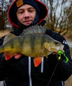 Daiwa Daiwa Grubin´ Shad 10 cm Jig 7-pack Color:Pingisu -fishing-lures Outlet Shop 5a25c5d2 4e53 4ba1 b0f5 7bbd8a3583b9