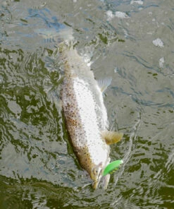 Daiwa Daiwa SC ST Inline Lunker 21 g Plug Color:WH -fishing-lures Outlet Shop b2bcdf0b 72d0 4e0e bba5 13cf4a2e7cc0