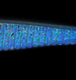 Lucky John Lucky John Long John Shad 4.2", 6-Pack Color:T44 51 Lucky John Lucky John Long John Shad 4.2", 6-Pack Color:T44 -fishing-lures Outlet Shop b8a4cd0d 115e 406b 96be eb39153c5c07