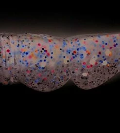 Lucky John Lucky John Mr.Greedy Jig 3.9", 5-Pack Color:T44 51 Lucky John Lucky John Mr.Greedy Jig 3.9", 5-Pack Color:T44 -fishing-lures Outlet Shop cf90b7fc ac1b 4c86 9ecd 3a59914043c4