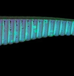 Lucky John Lucky John Long John Shad 3.1", 8-Pack Color:T44 43 Lucky John Lucky John Long John Shad 3.1", 8-Pack Color:T44 -fishing-lures Outlet Shop e76e4c06 d459 4d45 b843 8b5b59f8293b